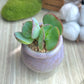 Echeveria peach pride double headed in glazed ceramic pot