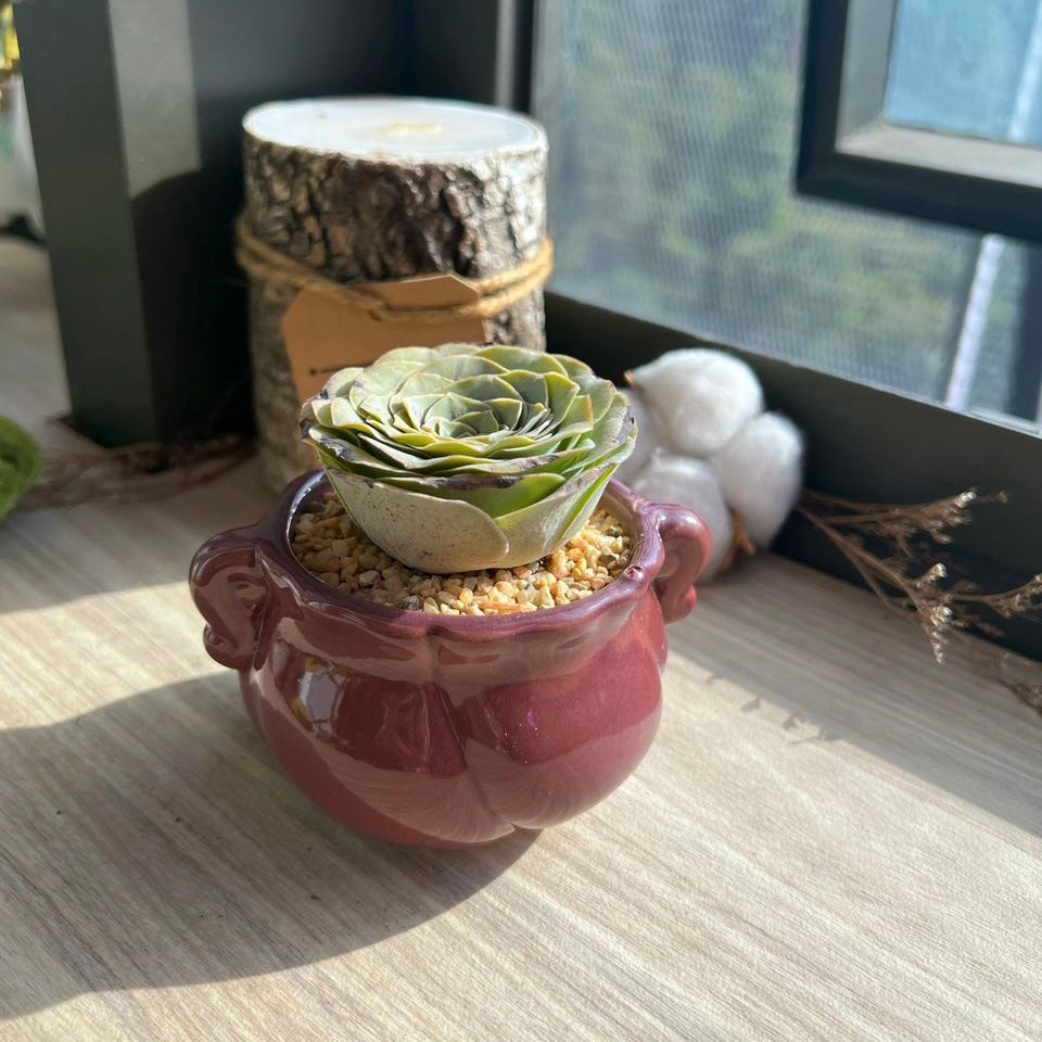 Mountain rose (M) in glazed ceramic pot