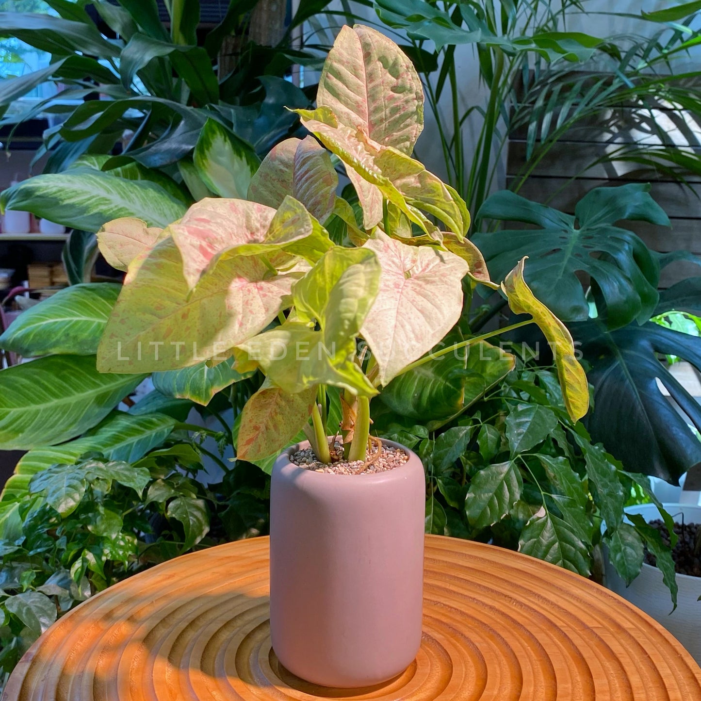 Syngonium Cream Allusion in Grey Ceramic Designer Pot