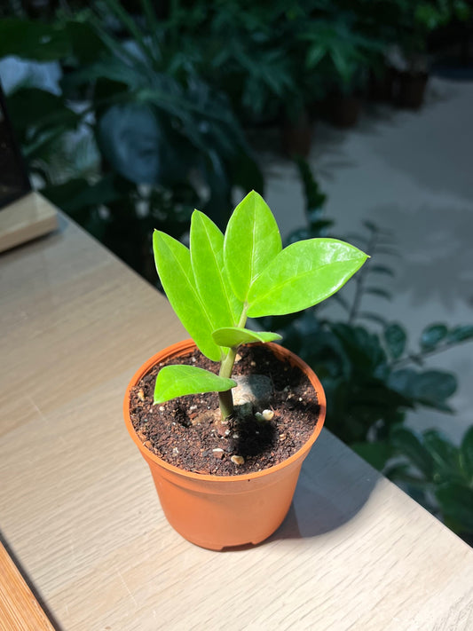 Plastic Pot - ZZ Plant (金钱树)