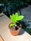 Plastic Pot - ZZ Plant (金钱树)
