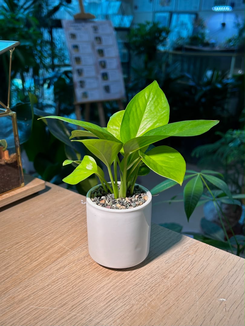 Golden Pothos (黄金葛) Epipremnum Aureum in White Glazed Ceramic Pot