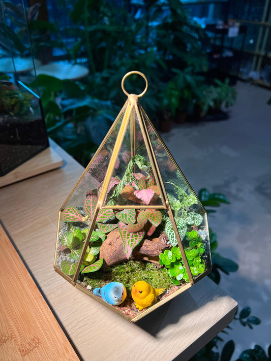 Fittonia, Fern with Moss Arrangement in Diamond Glass Terrarium