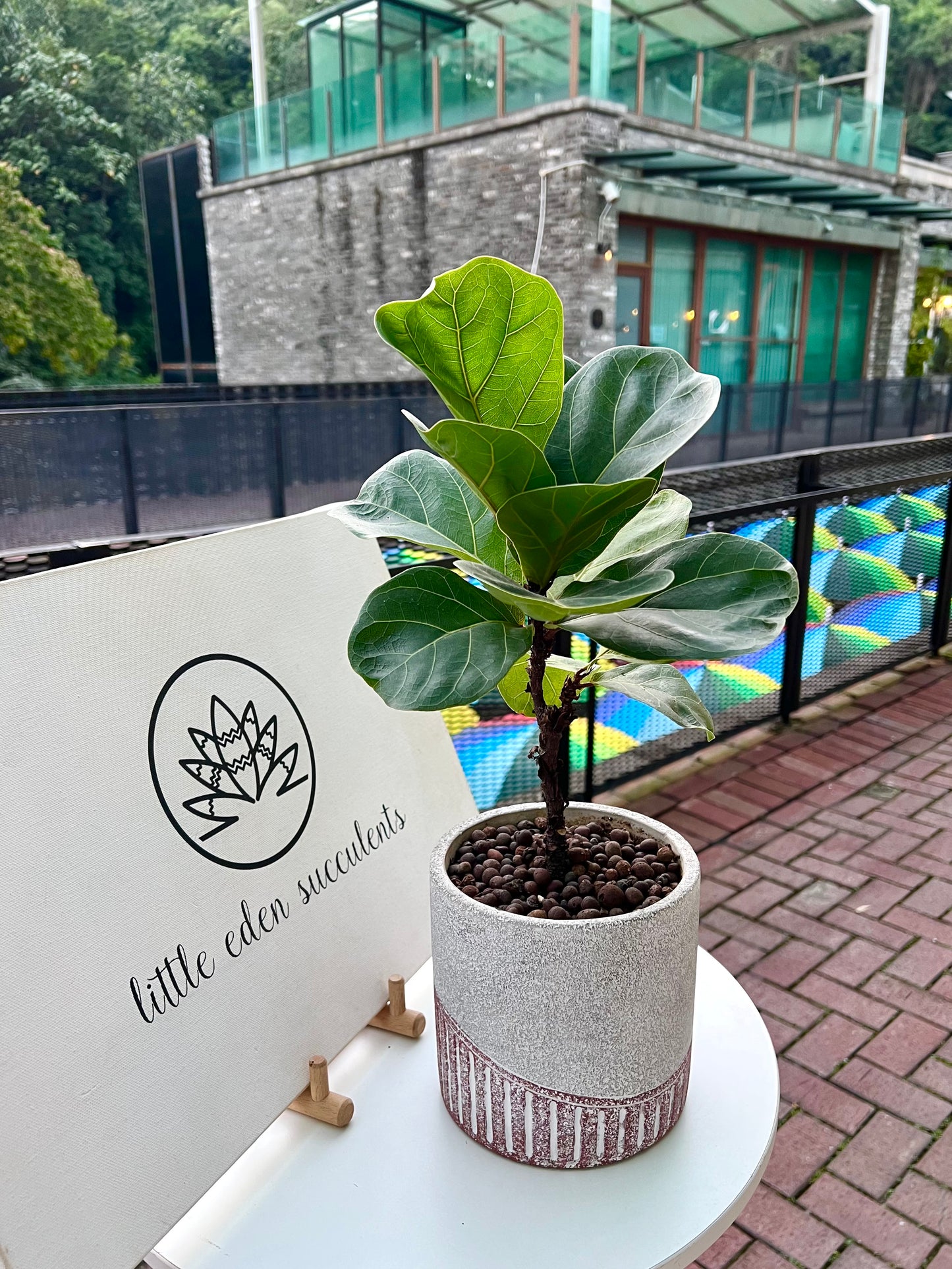 Ficus Elastica in Bicolor Ceramic Pot