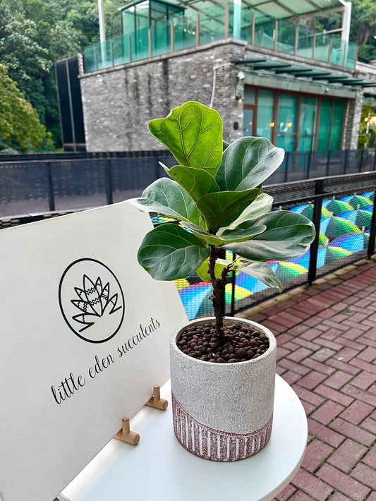 Ficus Elastica in Bicolor Ceramic Pot