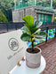 Ficus Elastica in Bicolor Ceramic Pot