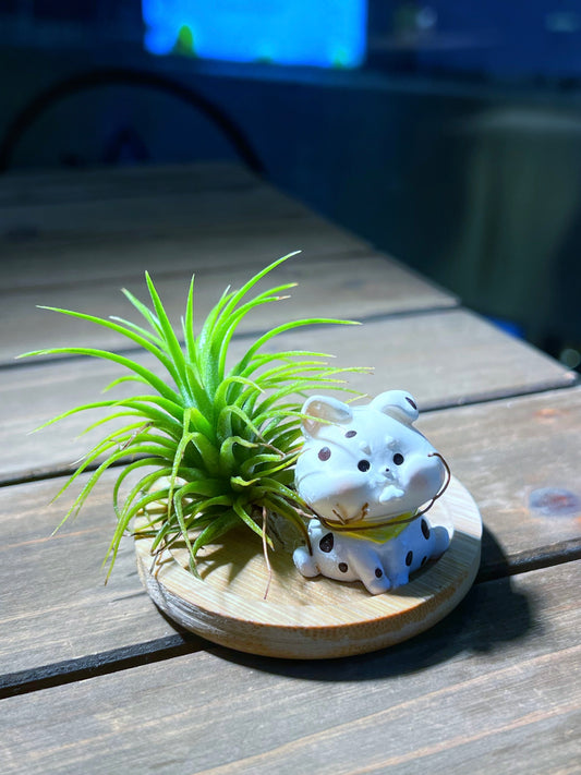 Airplant with Animal Figurine on Round Bamboo Coaster