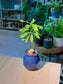 Buddhist Pine (罗汉松) Podocarpus Macrophyllus in Blue Glazed Ceramic Pot