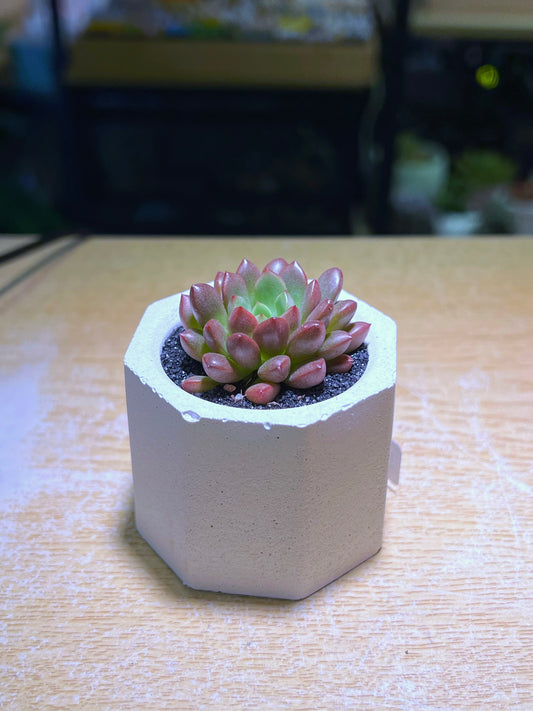 Echeveria Elegan Rose in White Concrete Pot