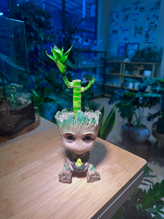 Lucky Bamboo in Groot Pot
