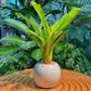 Bromeliad in White Glazed Ceramic Designer Pot