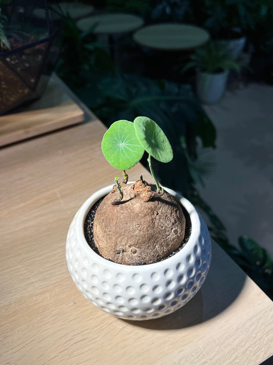 Stephania (山乌龟) in Golf Pot