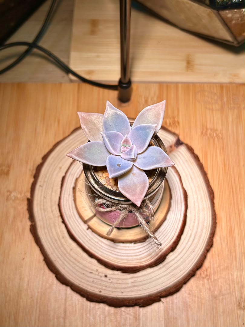 Ghost Plant (Succulent) in a Pudding Jar