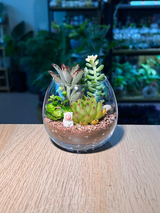 Succulent Terrarium in Crystal Glass