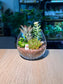 Succulent Terrarium in Crystal Glass