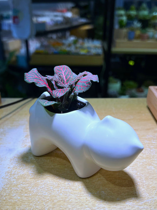Fittonia in White Fat Cat Pot