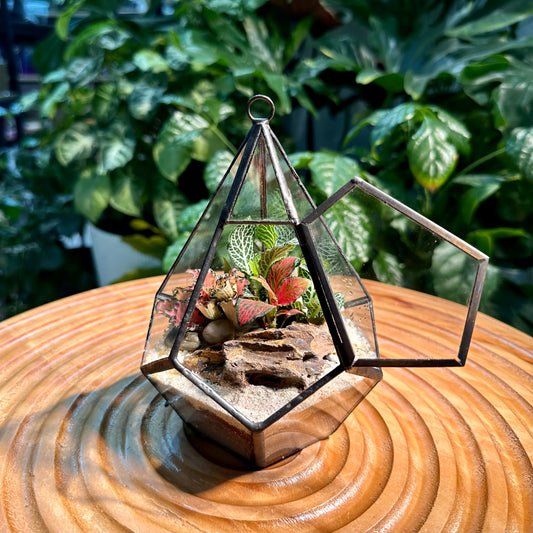 Fittonia Arrangement in Hexagon Glass Terrarium