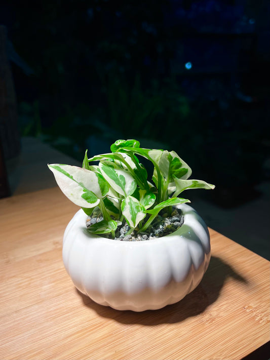 Pothos Njoy (绿萝) in Pumpkin Designed Ceramic Pot