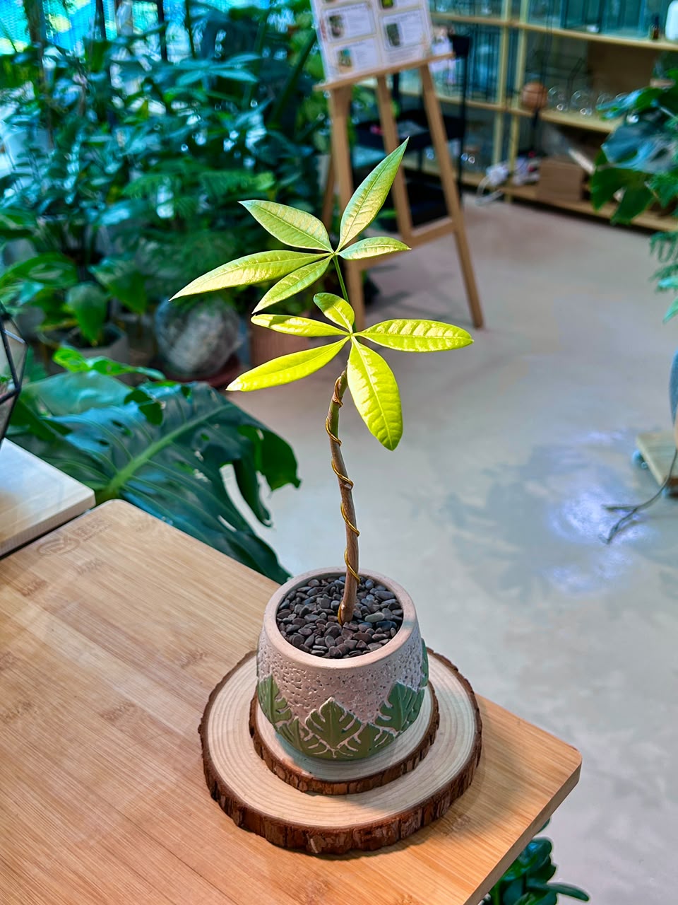 Pachira Aquatica (Money Tree) in Designer Pot