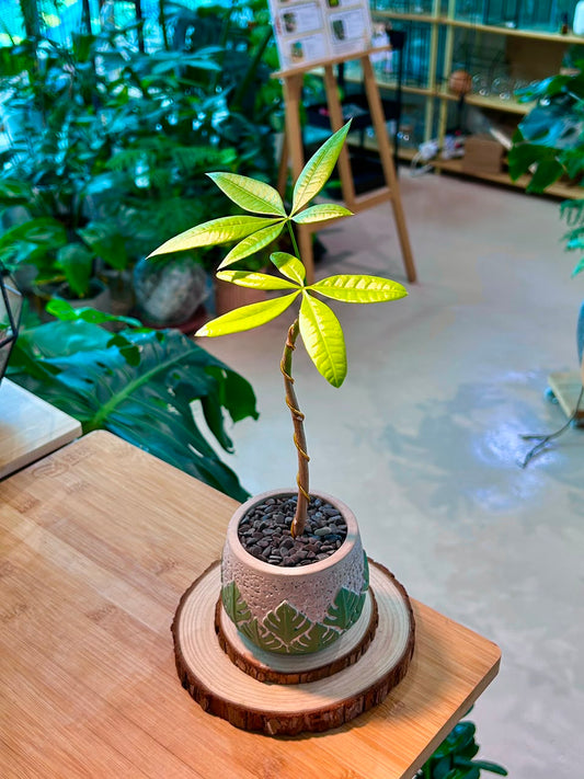 Pachira Aquatica (Money Tree) in Designer Pot