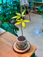 Pachira Aquatica (Money Tree) in Designer Pot