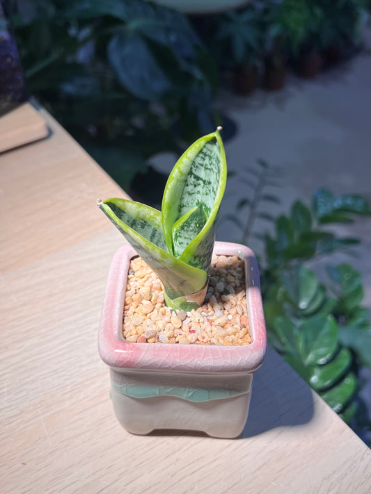 Sanseveria (Snake Plant) in Square Ceramic Pot