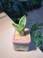 Sanseveria (Snake Plant) in Square Ceramic Pot