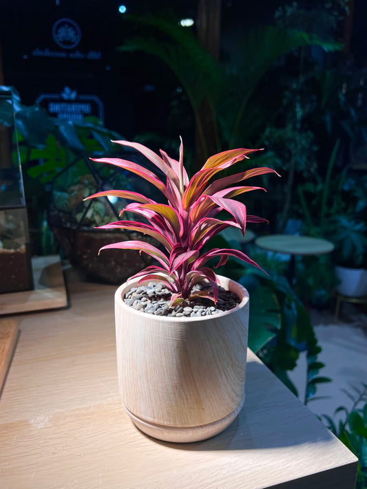 Cordyline Fruticosa in Matt Textured Pot