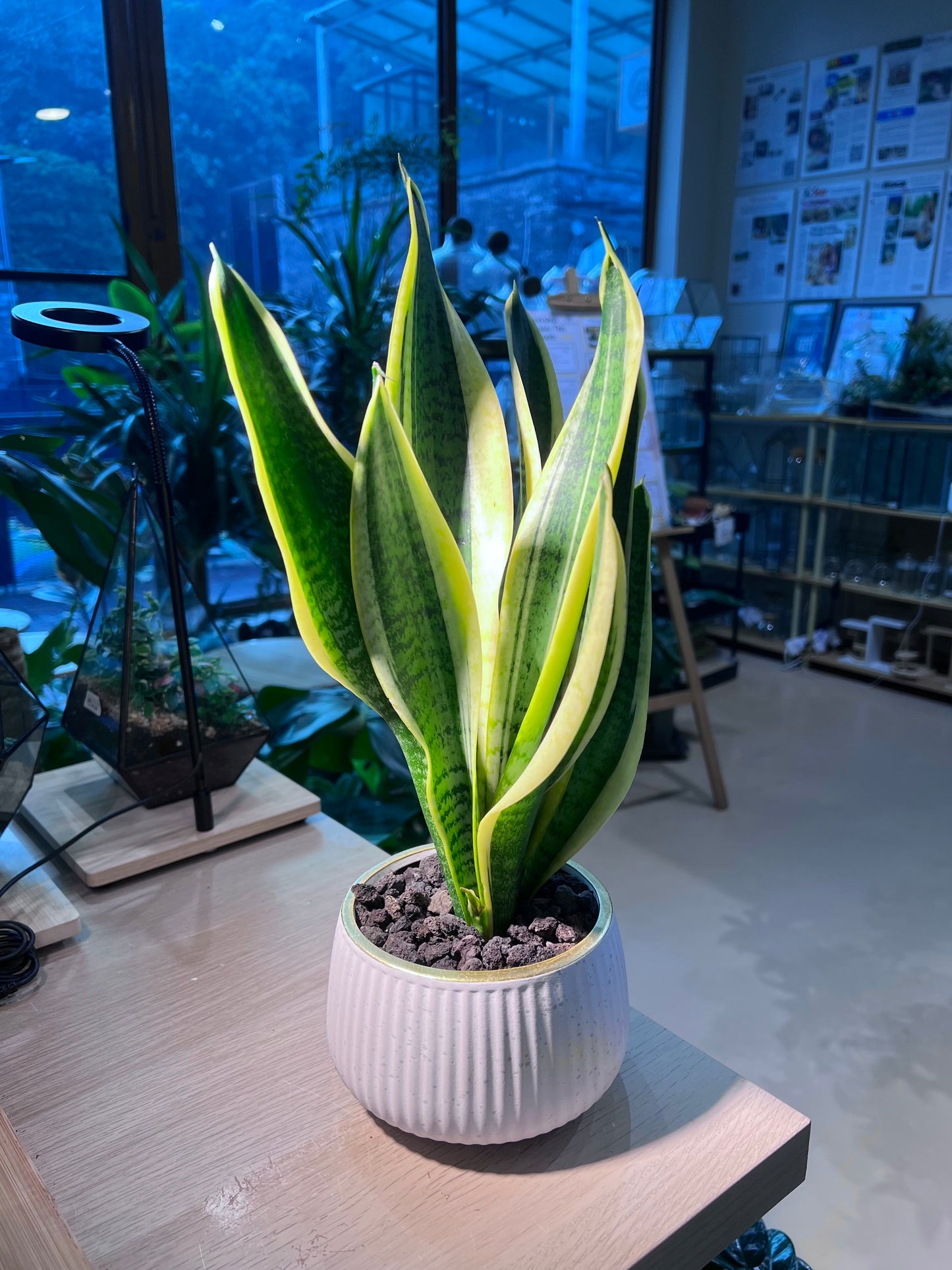 Snake Plant (虎尾兰) in Round Ceramic Pot
