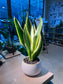 Snake Plant (虎尾兰) in Round Ceramic Pot