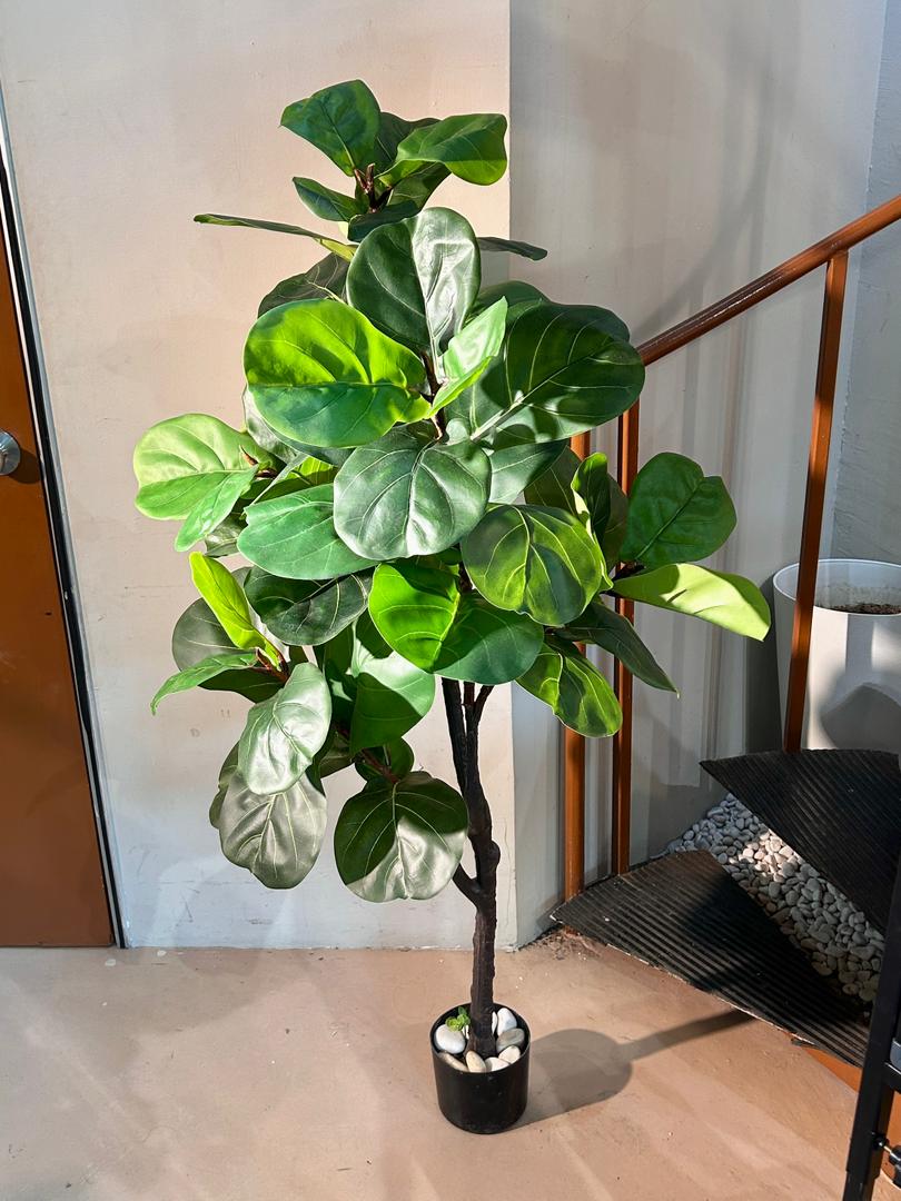 Artificial Ficus Lyrata (琴叶榕) in Black Polymer Pot