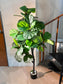 Artificial Ficus Lyrata (琴叶榕) in Black Polymer Pot
