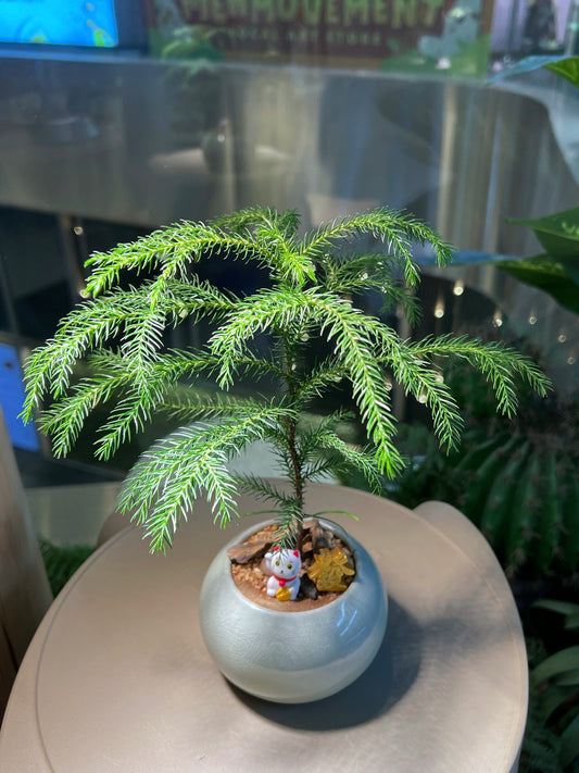 Norfolk Island Pine with Fortune Cat in Baby Blue Ceramic Pot