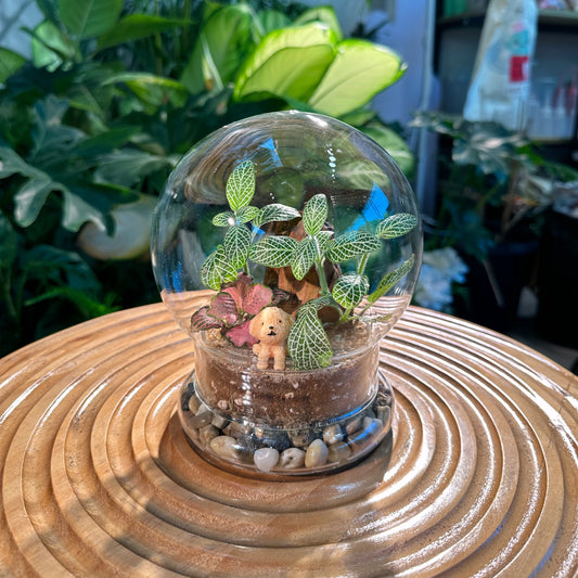 Fittonia in Dome Glass Terrarium