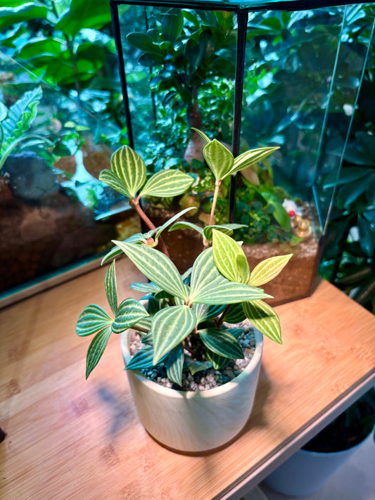 Peperomia Tetragona in Light Yellow Brownish Ceramic Pot