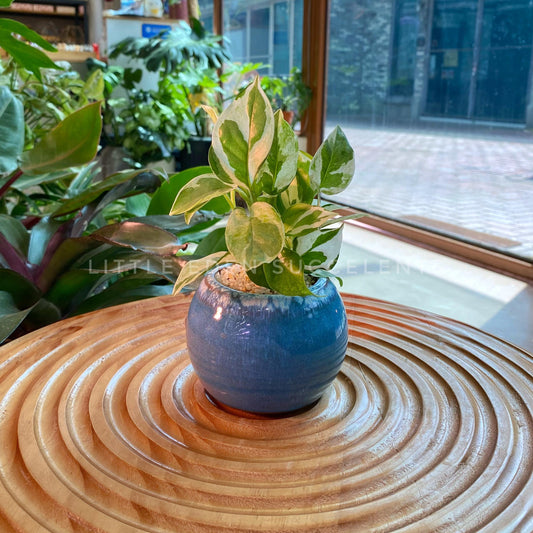 Peperomia Obtusifolia in Blue Glazed Designer Pot