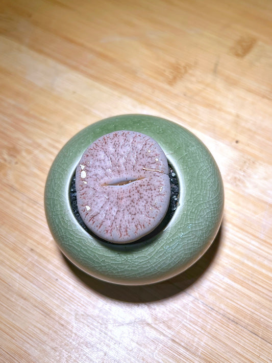 Lithops in Lime Green Eggshell Pot