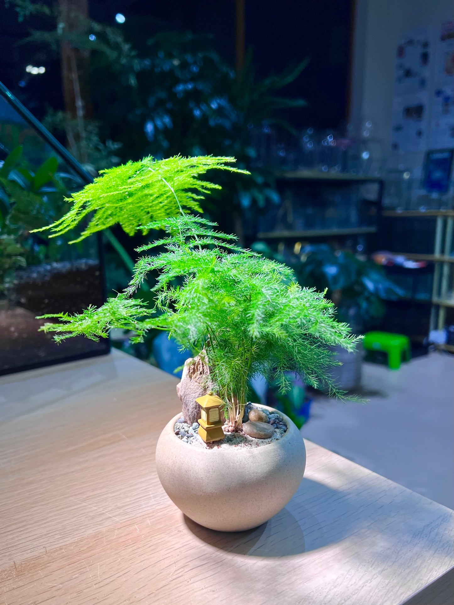 Asparagus Fern in Matt Textured Light Brown Pot