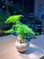 Asparagus Fern in Matt Textured Light Brown Pot