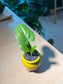 Drimiopsis Maculata (青蛙王子) in Yellowish Ceramic Pot