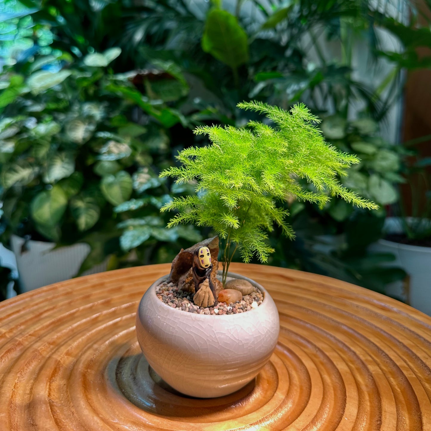 Asparagus Fern in White Ceramic Pot