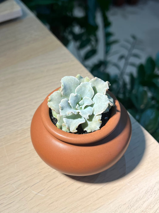 Echeveria 'Crispate Beauty' in Brownish Ceramic Pot
