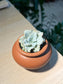 Echeveria 'Crispate Beauty' in Brownish Ceramic Pot