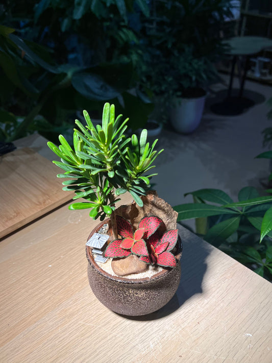 Indoor Plant Arrangement in Brownish Ceramic Pot