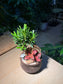 Indoor Plant Arrangement in Brownish Ceramic Pot