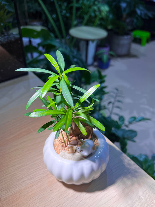 Podocarpus (罗汉松) in White Pumpkin Ceramic Pot