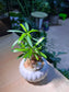 Podocarpus (罗汉松) in White Pumpkin Ceramic Pot