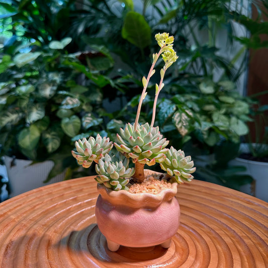 Succulent Collection in Pink Ceramic Pot