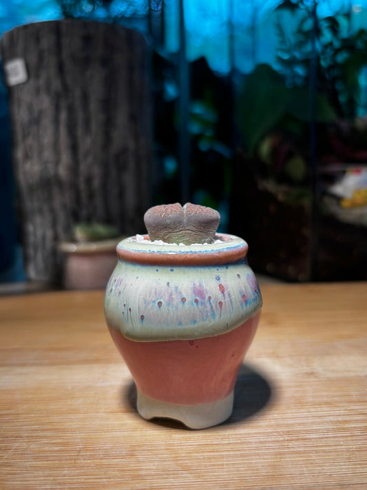 Lithop in Bicolor Ceramic Pot