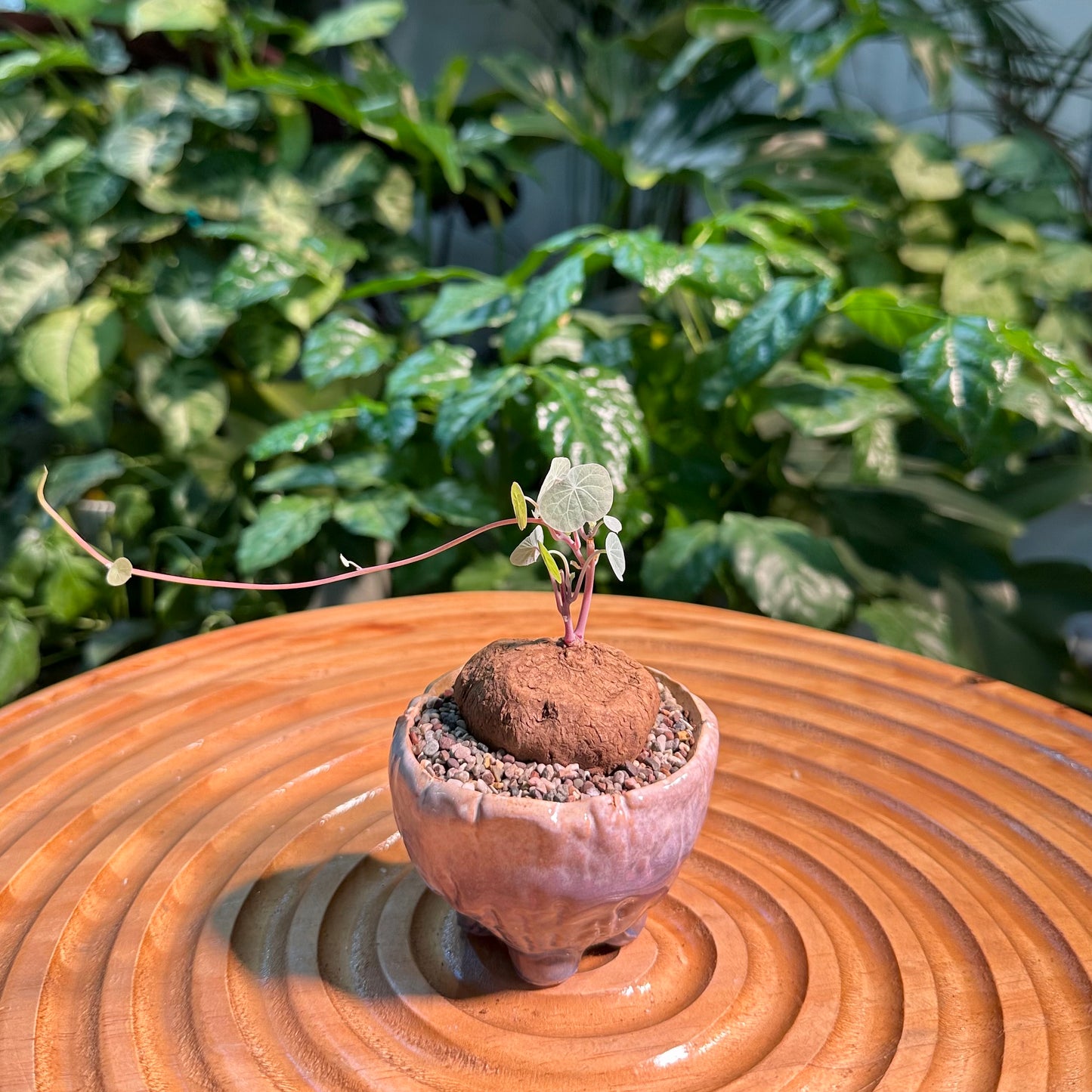 Stephania Erecta Red Stem in Designer Pot